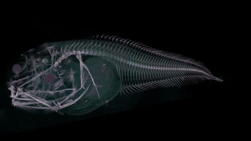 Photo: Trustees of the Natural History Museum, London and the Imaging and Analysis Centre, NHM